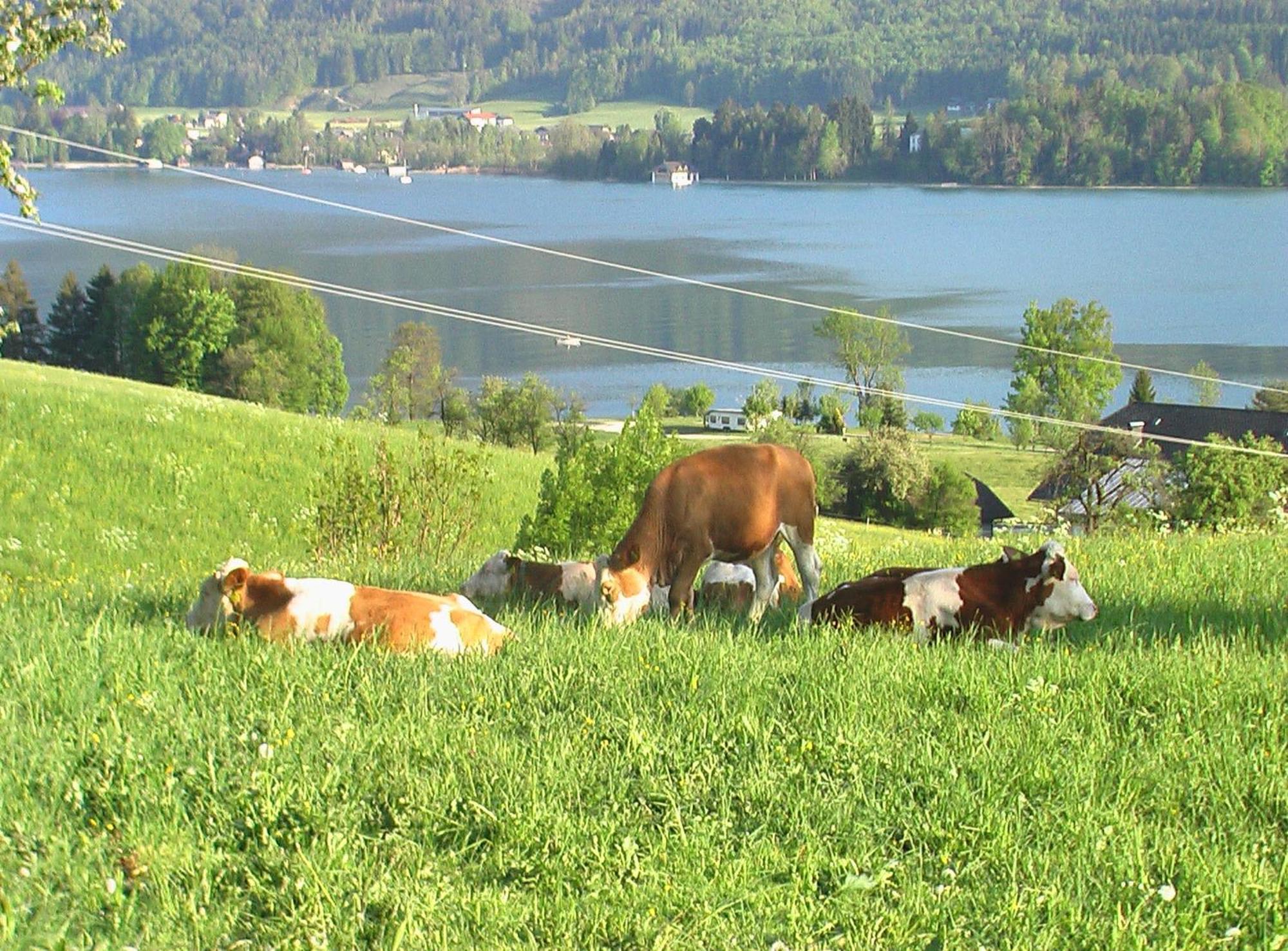 Bed and Breakfast Hauslhof Saint Wolfgang Exterior foto